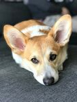 狗