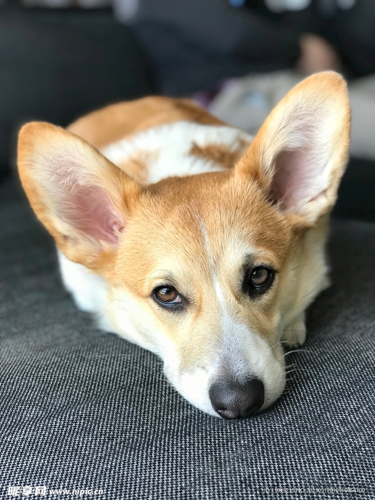 狗