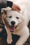 狗