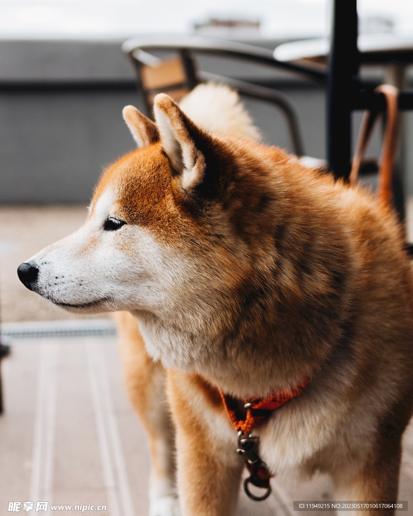 狗