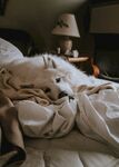 狗