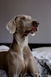 狗 
