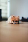 狗 