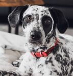 狗 