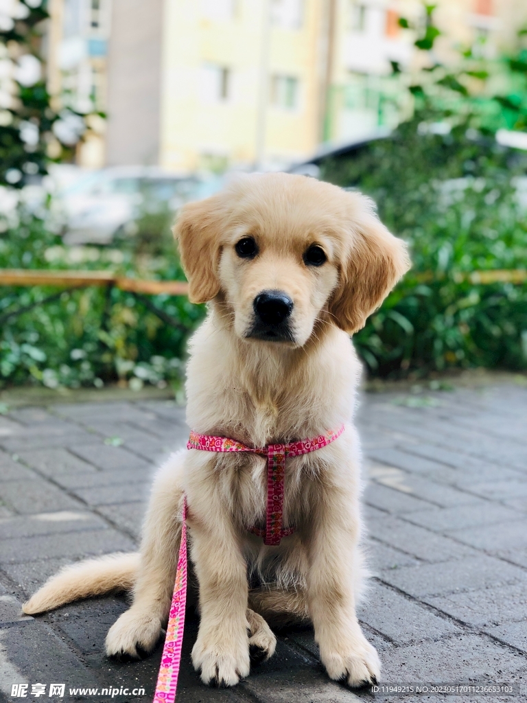 狗