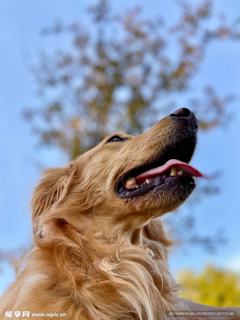 狗