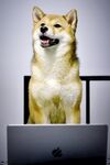 狗