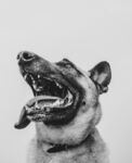 狗