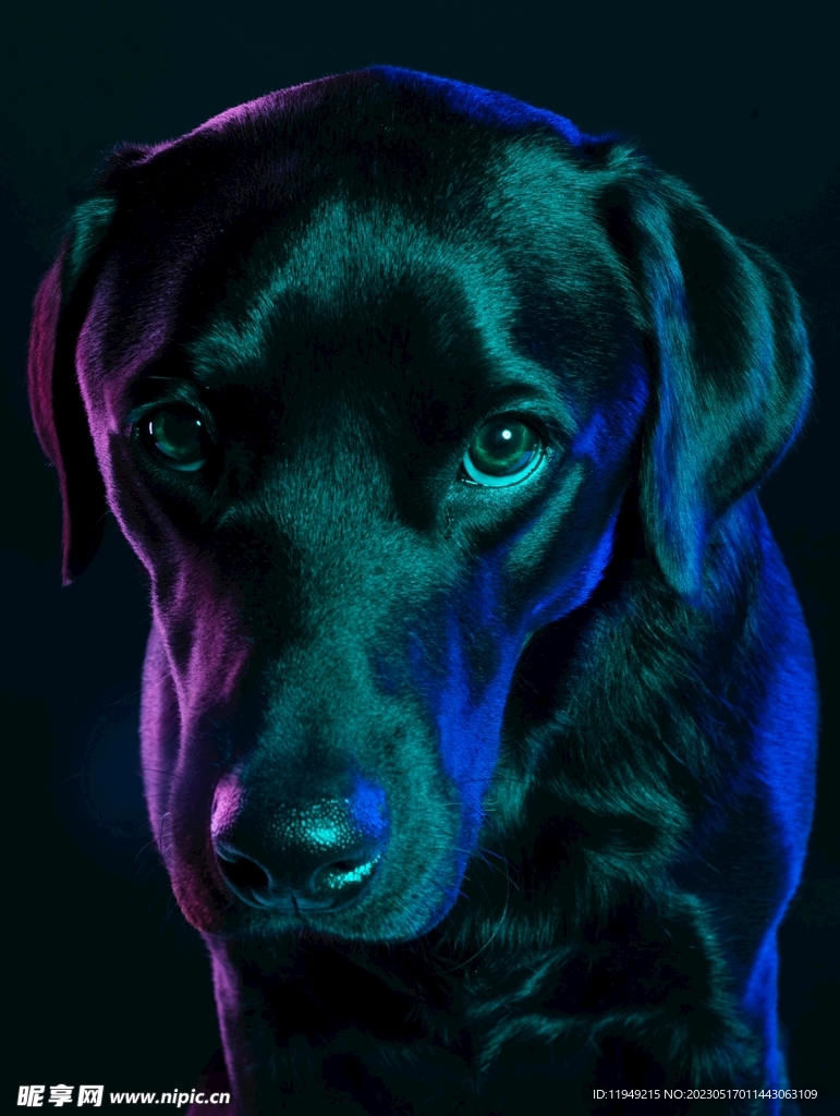 狗