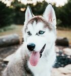 狗