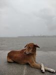 狗 