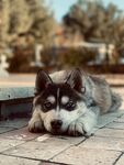狗 