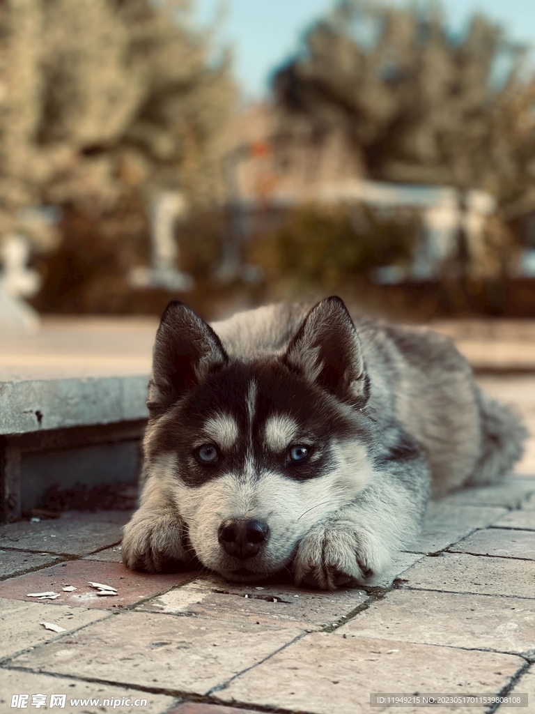 狗 