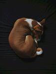 狗