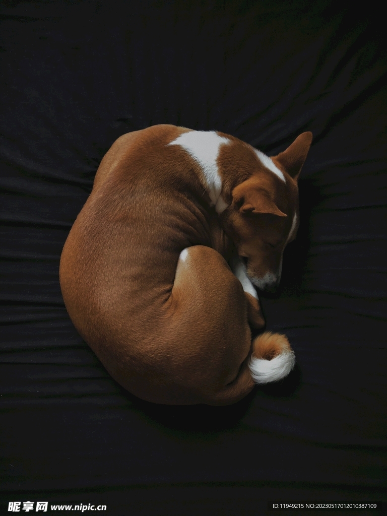 狗