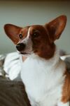 狗