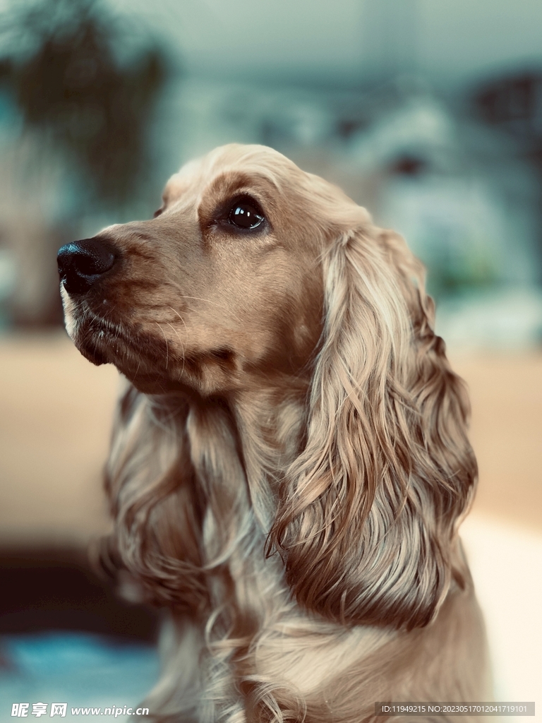 狗