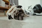 狗