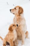 狗