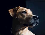 狗