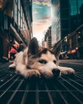 狗