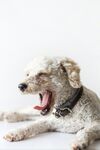 狗 