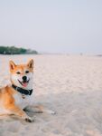 狗 