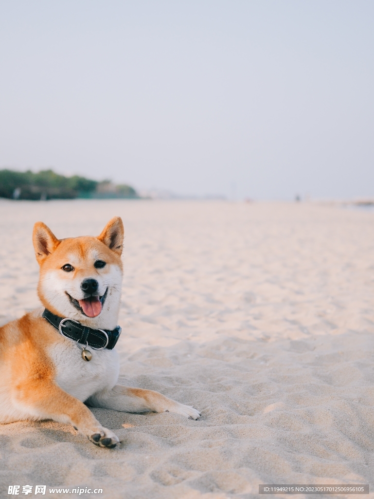狗 