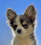 狗 