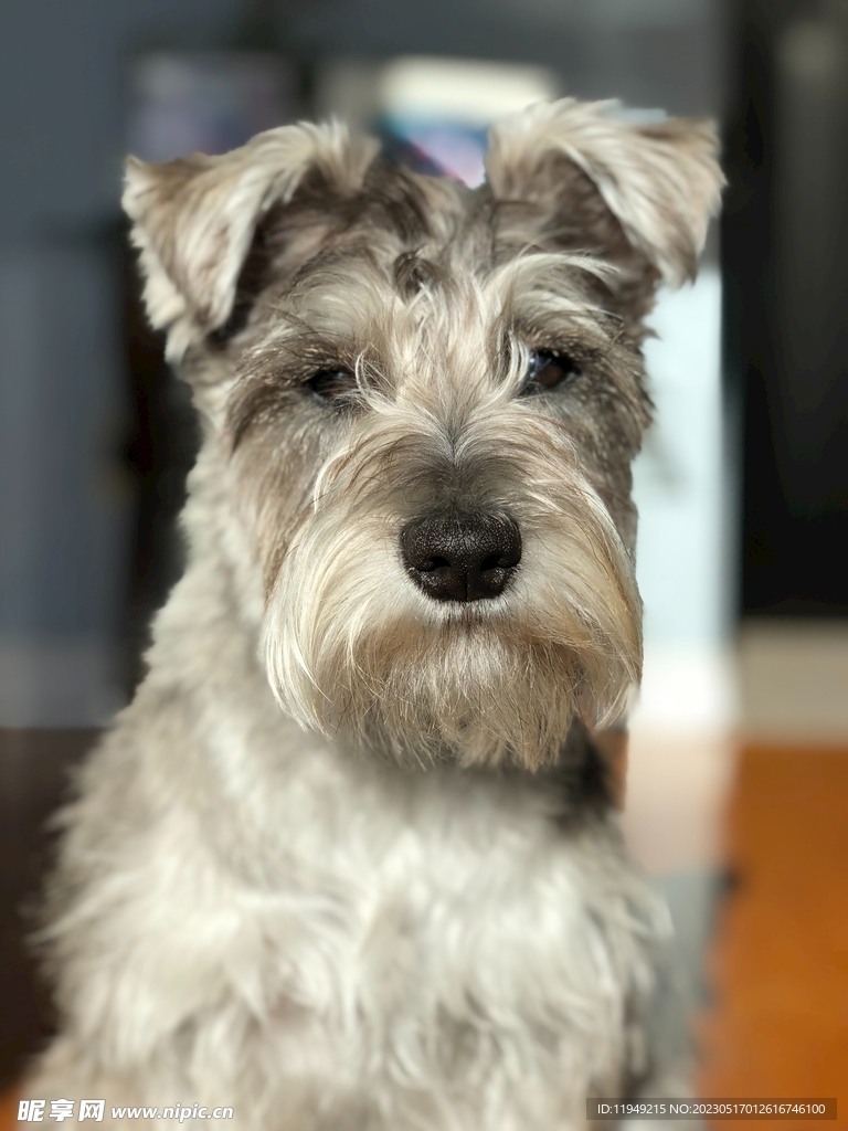 狗