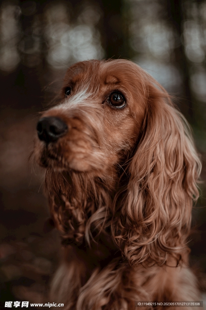 狗