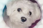 狗 