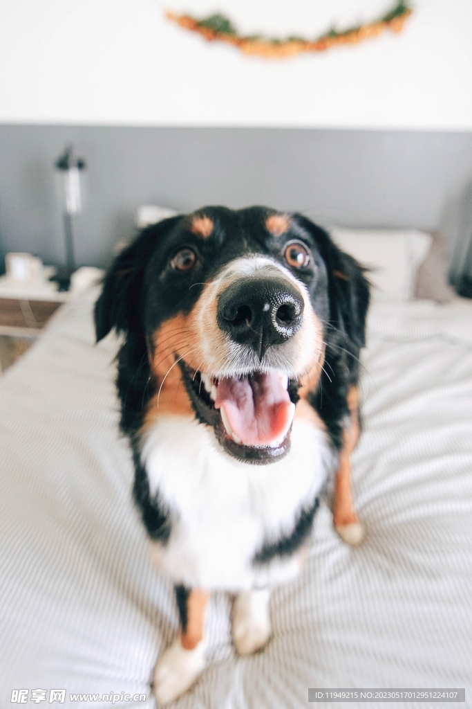 狗