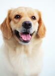 狗 