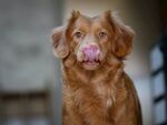 狗 