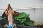 狗 