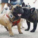狗 