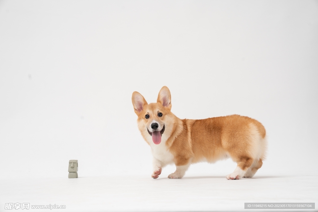 狗