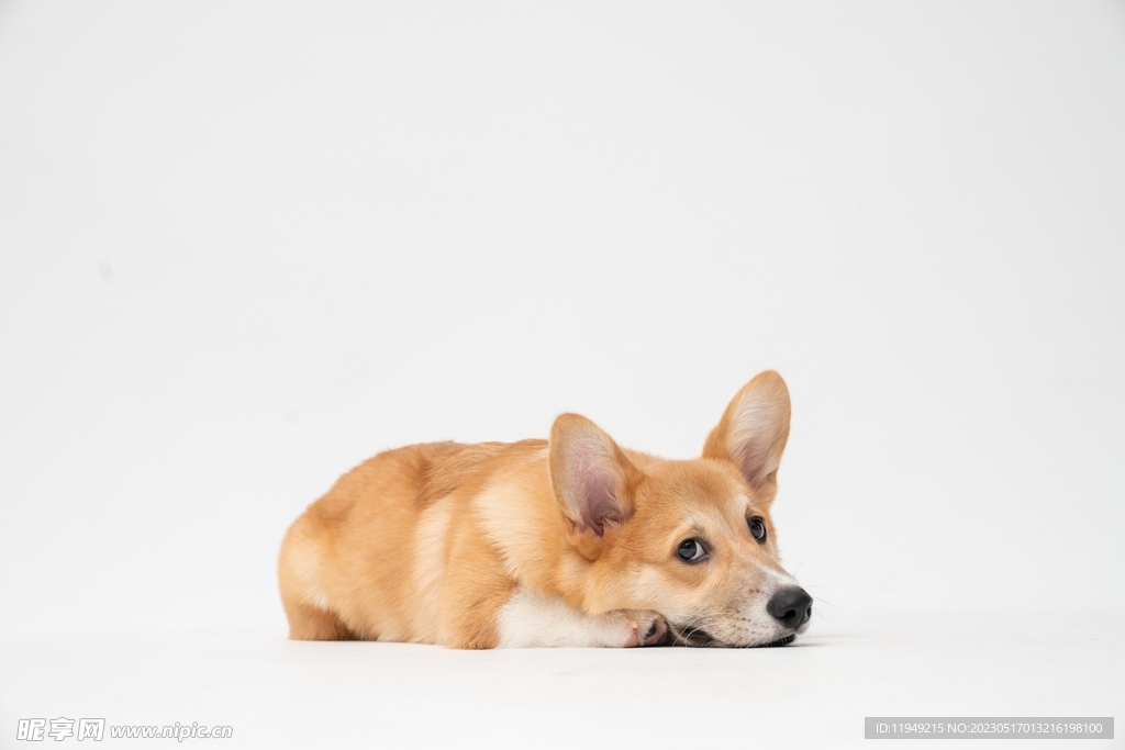狗 
