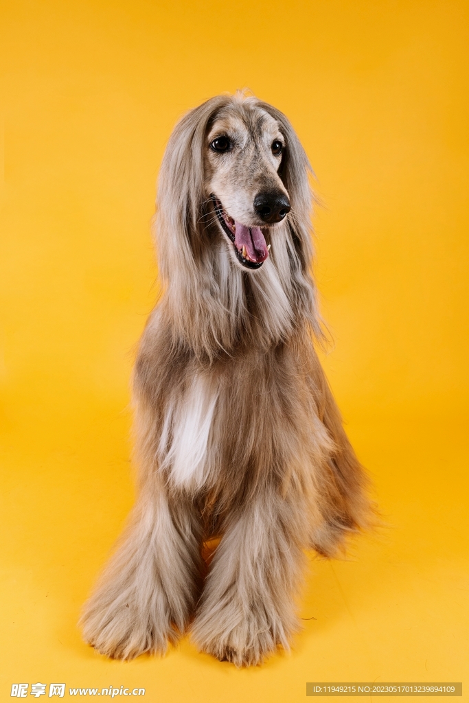 狗 