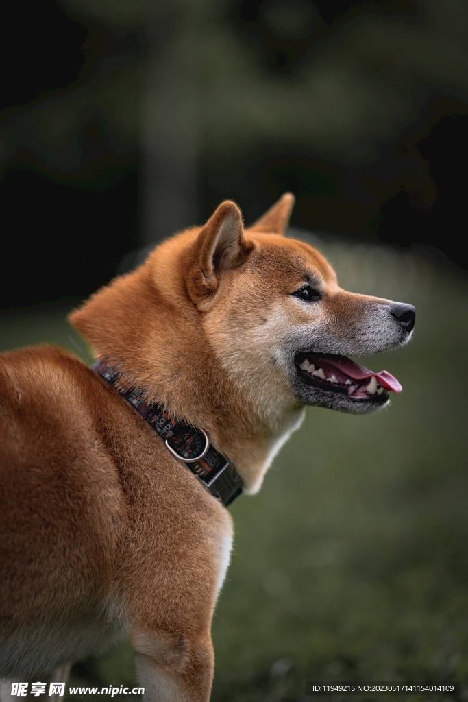 狗