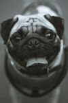 狗 