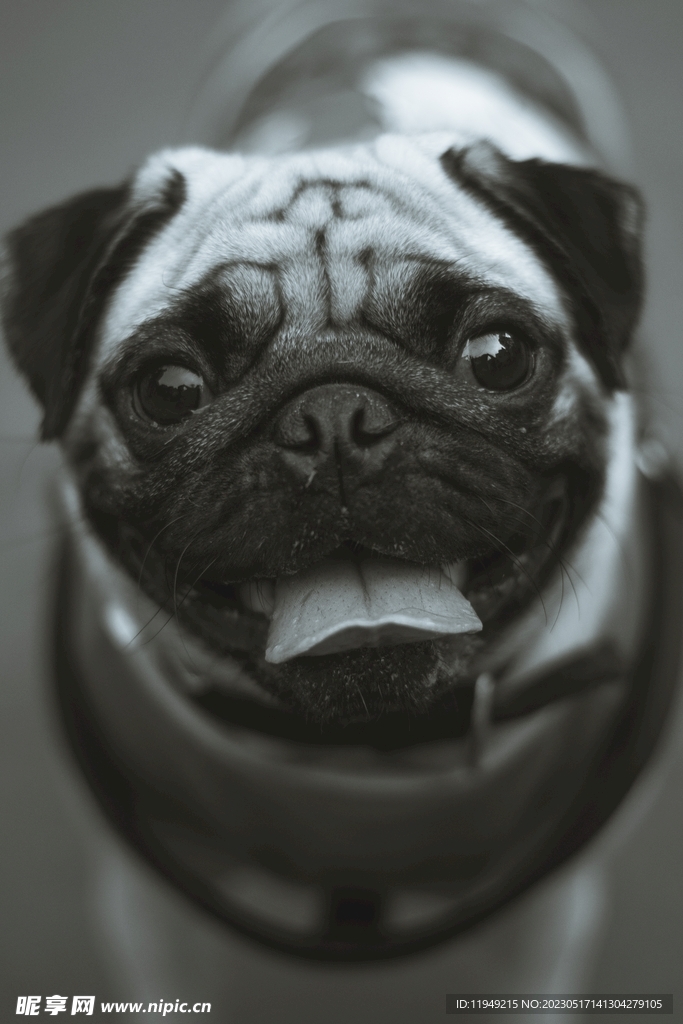 狗 