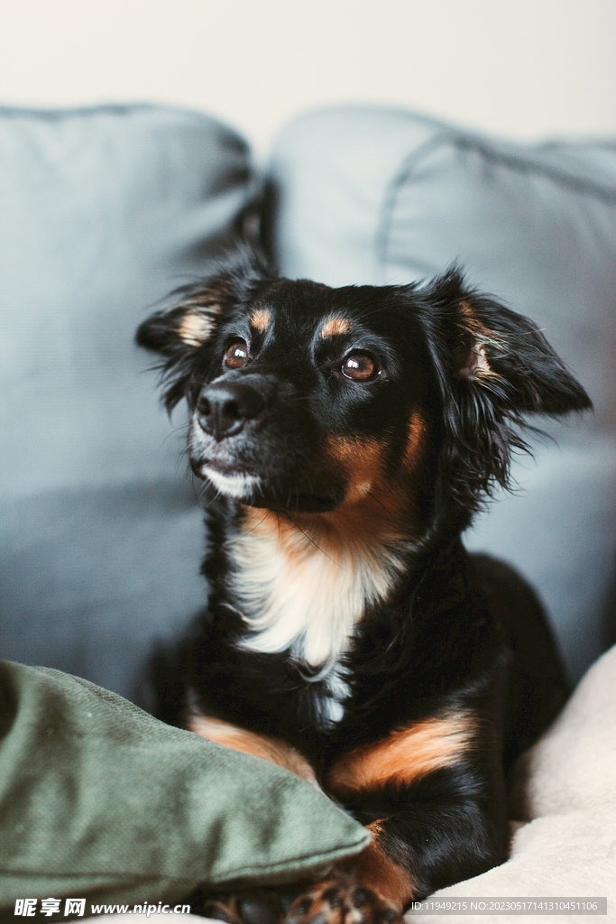 狗 