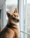 狗 