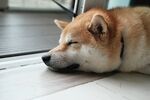 狗 