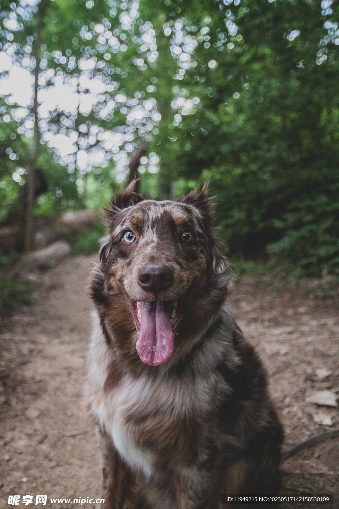狗