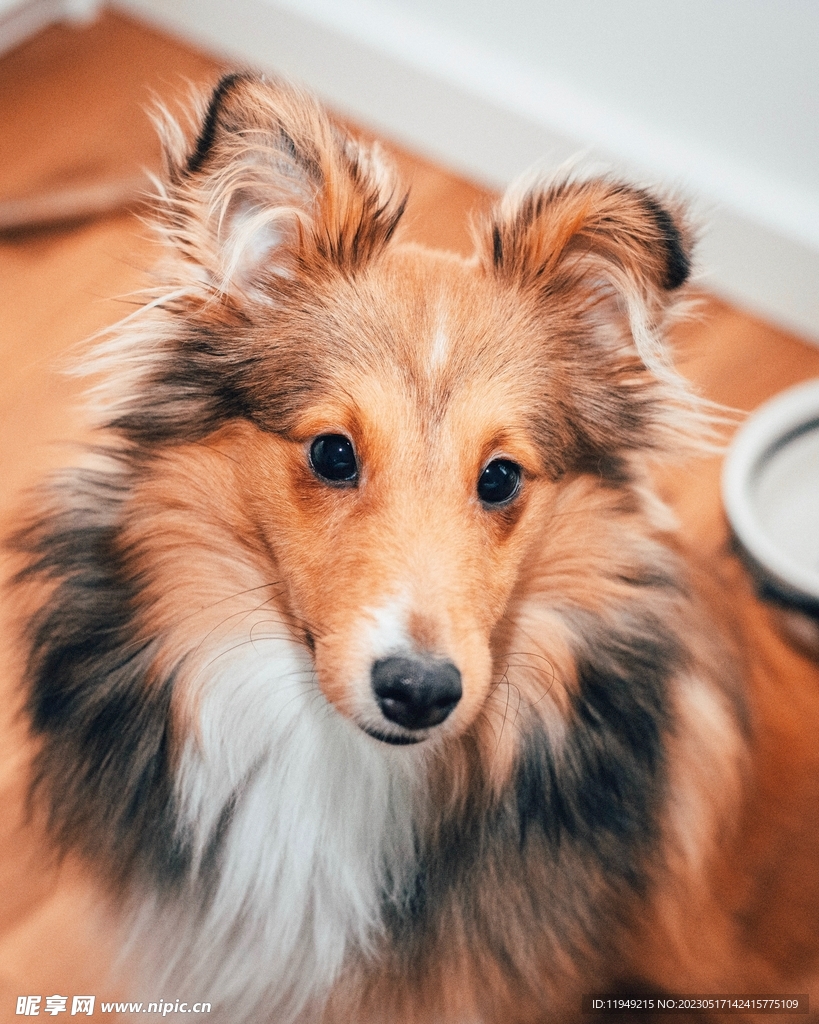 狗 