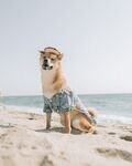 狗