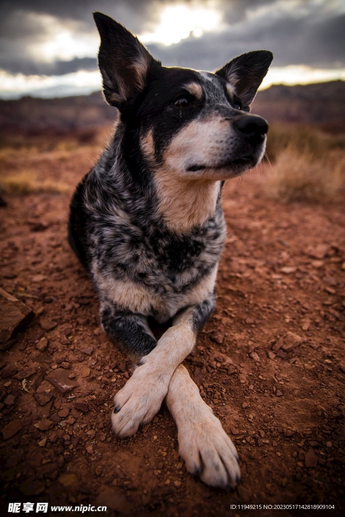 狗 